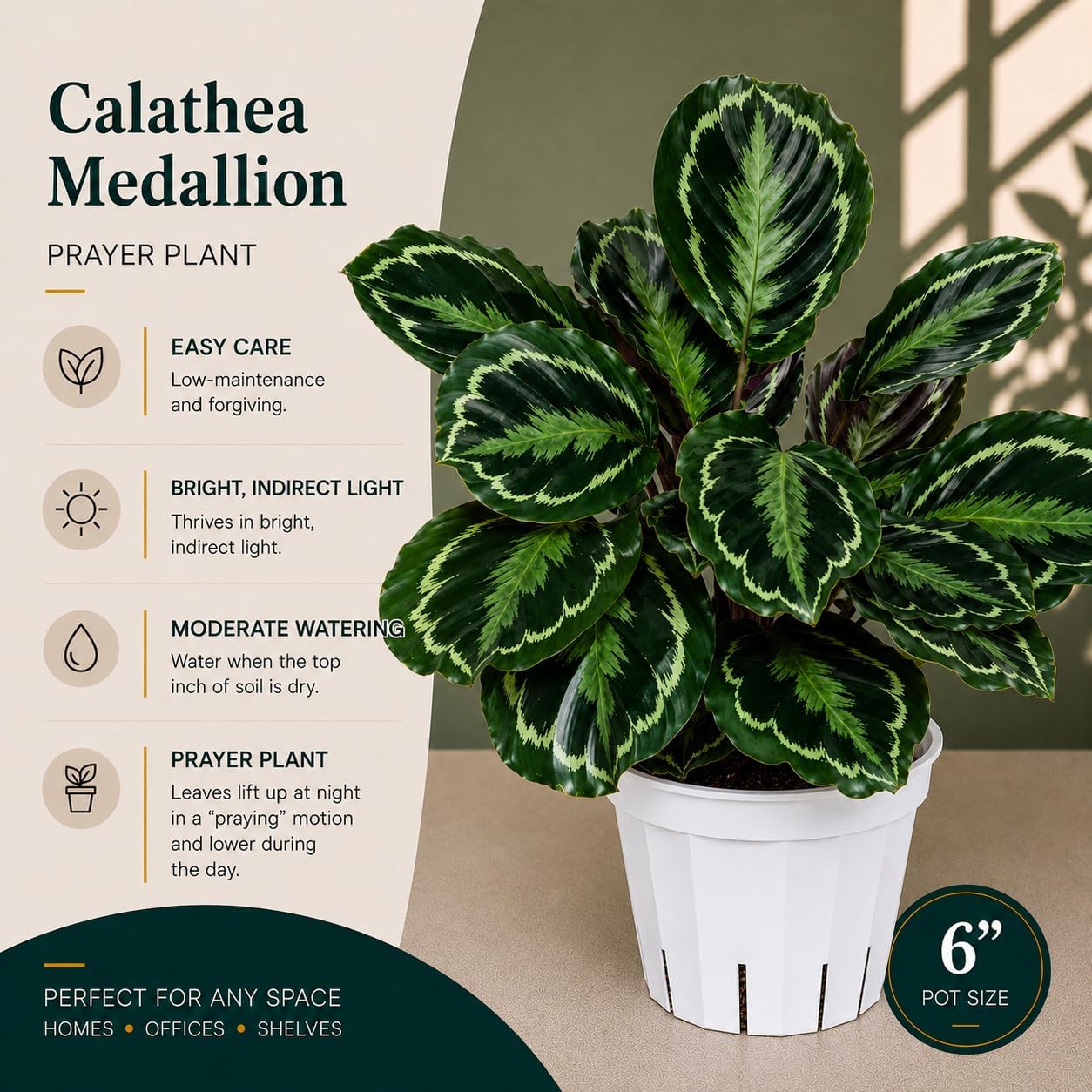 Calathea Medallion ROSEO Picta Live Plant - Air Purifier, Home Decor & Room Decor | Elegant Indoor Calathea Prayer Plant, Plants Live Houseplants | Perfect Live Indoor Plants
