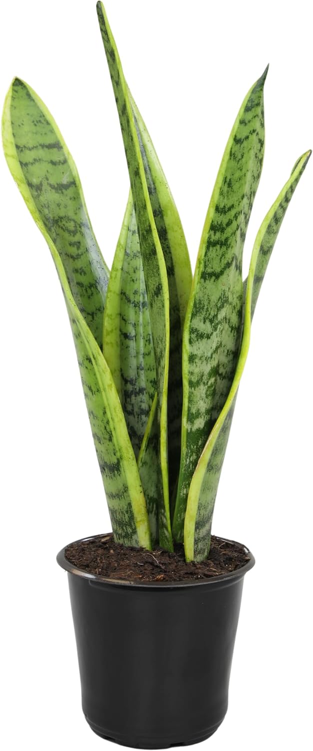 Altman Plants Live Snake Plant (Laurentii), Virtually Indestructible, Easy Succulent Houseplant, 4 in Pot