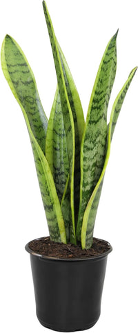 Altman Plants Live Snake Plant (Laurentii), Virtually Indestructible, Easy Succulent Houseplant, 4 in Pot