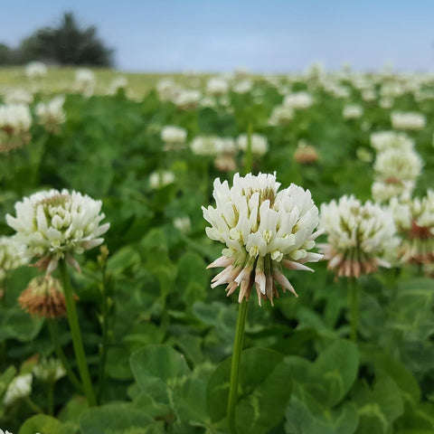 Outsidepride Perennial White Dutch Clover Seed - 5 lbs. Nitrocoated, Inoculated for Lawn Alternative, Erosion Control, Food Plots, Ground Cover, & Pasture Mixtures in USDA Zones 3-10