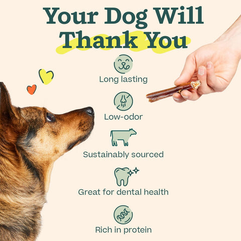 WOOF Bully Sticks Dog Chew Treats, 6 Inch, 10 Count