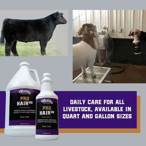 Weaver Livestock ProHair100 Healthy Hair and Wool Rejuvenating Livestock Hair Conditioner for Sheep, Goats, Cattle, and More, Showsheen Essentials