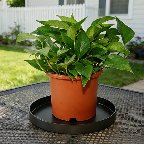 2 Pack 8 inch Plant Saucer Drip Tray, Heavy Sturdy Plastic Planter Flower Pot Drainage Tray Plate Saucers for Indoor Outdoor Garden, Plant Water Drip Trays for pots Base (8", Black)