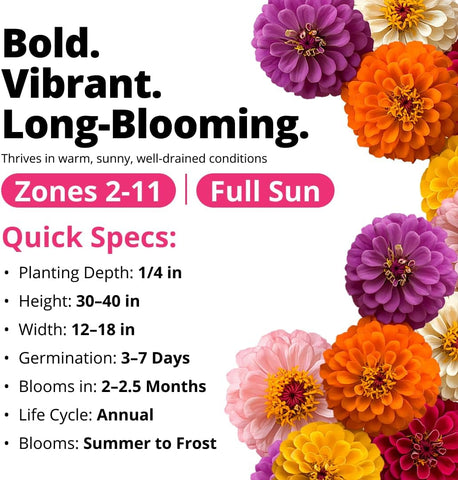 HOME GROWN Zinnia Dahlia Seeds, 524 Seeds, Zinnia elegans