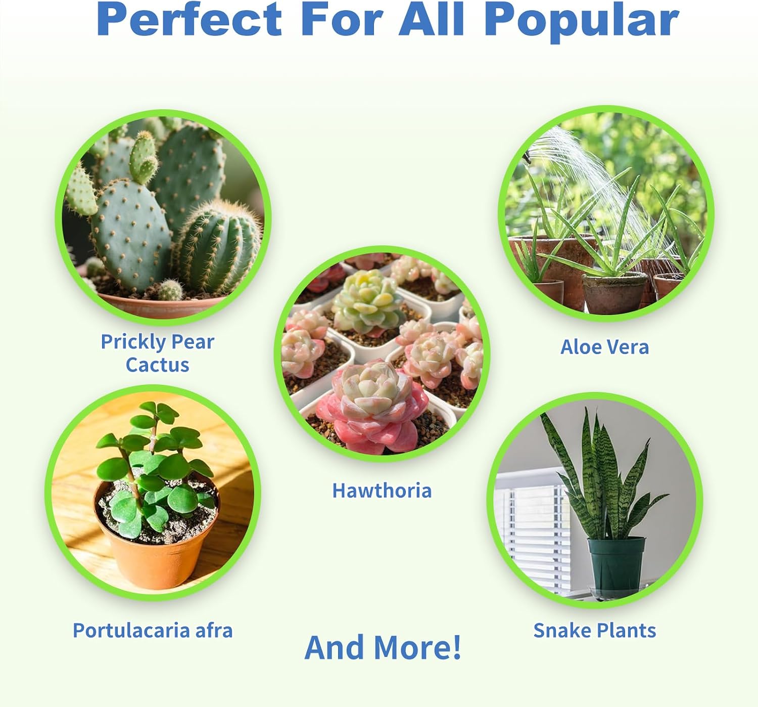 Succulent and Cactus Soil Potting Mix 4qt-Premium Breathable & Fast Draining for Healthy Plants