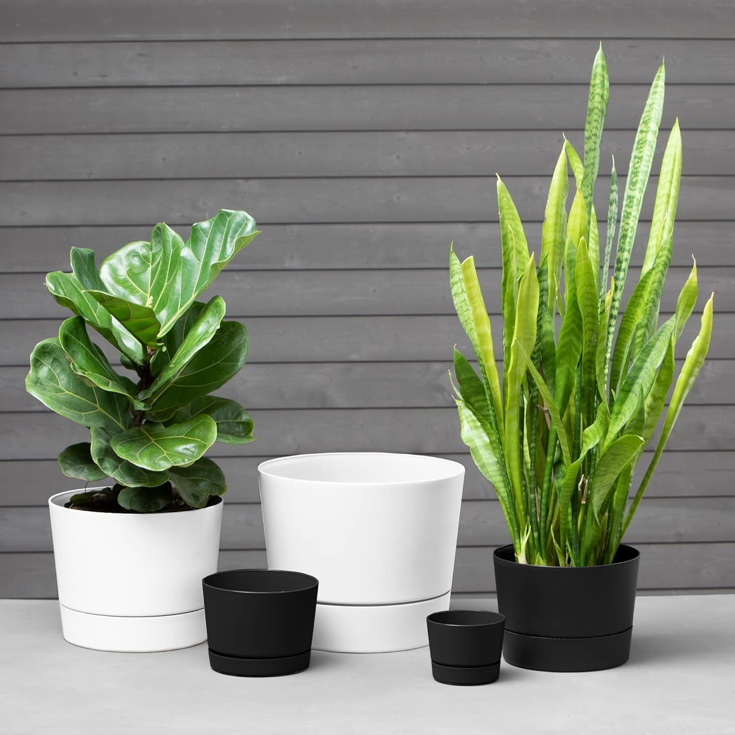 Root & Vessel Majestic Mid-Century Modern Low Profile Cylinder Pot, Matte Black, 4.5"