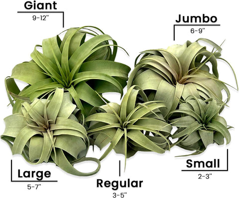 ragnaroc Air Plants - Tillandsia Xerographica, Giant 9-14” - 1ct - Live Arrival Gauranteed - House Plants for Home Decor & Gift