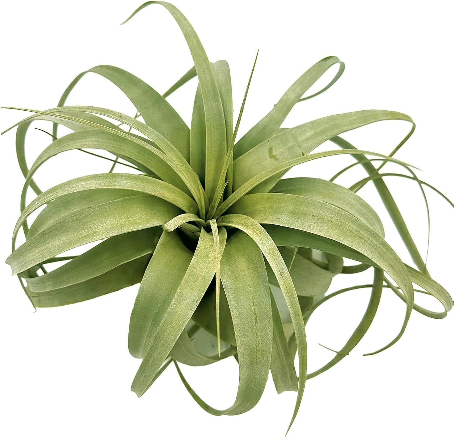 ragnaroc Air Plants - Tillandsia Xerographica, Giant 9-14” - 1ct - Live Arrival Gauranteed - House Plants for Home Decor & Gift
