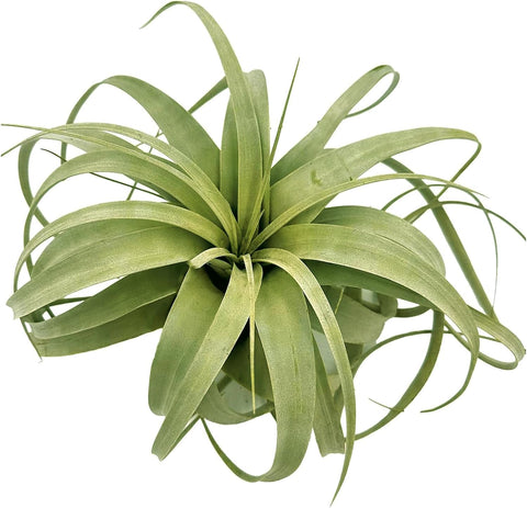 ragnaroc Air Plants - Tillandsia Xerographica, Giant 9-14” - 1ct - Live Arrival Gauranteed - House Plants for Home Decor & Gift