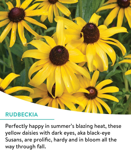 Burpee Wildflower Seeds Cutting Mix | 25,000 Bulk Seeds, Multi, 1 Bag | 15 Varieties of Non-GMO Flowers | Perennial Wildflower Mix | Covers 1,000 Sq. Ft.
