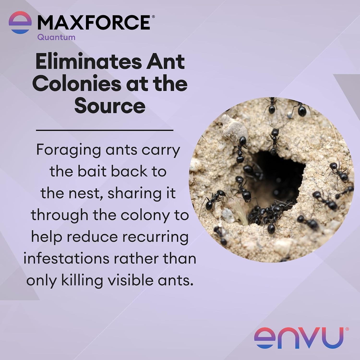 Maxforce Quantum Ant Bait 120 gram Tube | Ant Gel for Indoor and Outdoor Use | Ant Bait for Ant Colony Control | Effective Against Many Nuisance Ant Species