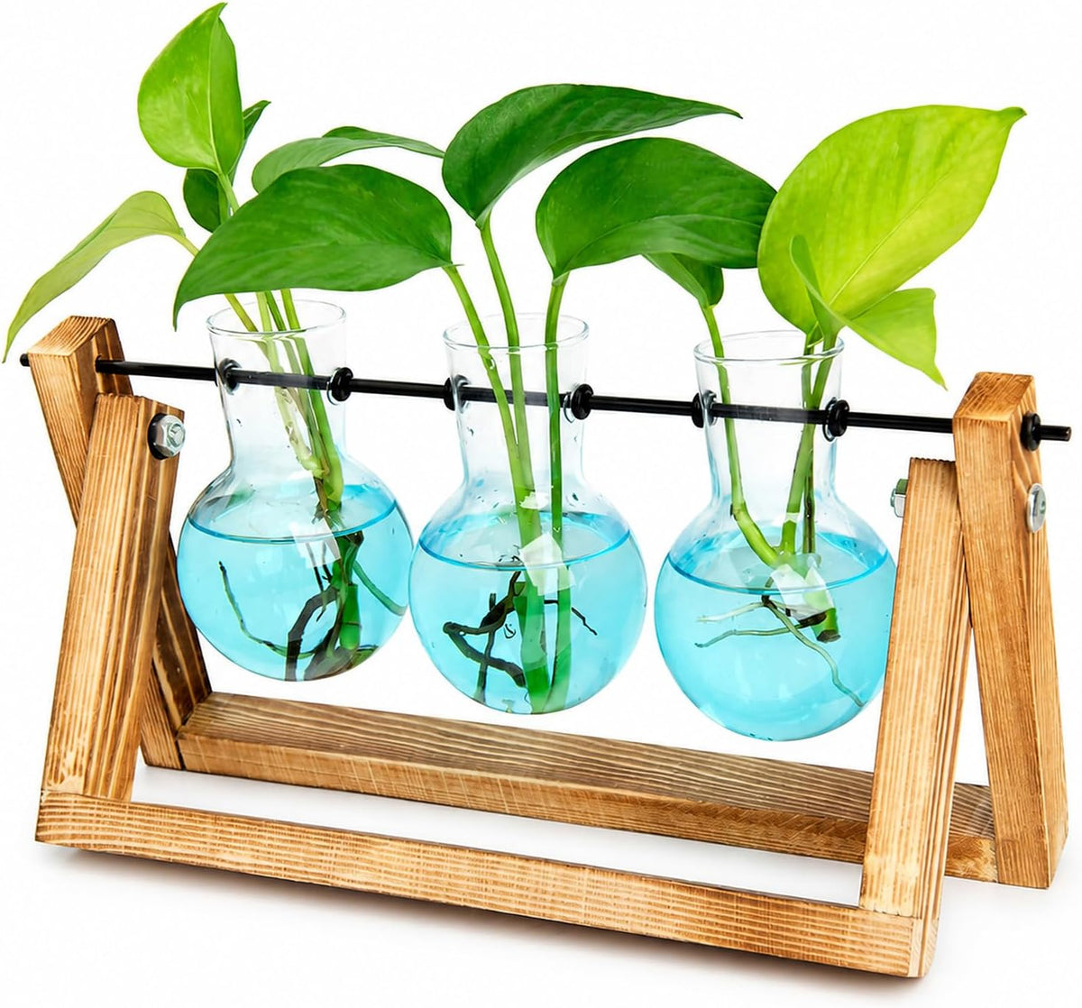 XXXFLOWER Plant Terrarium Kit with Wooden Stand 3 Gradient Blue Bulb Vases