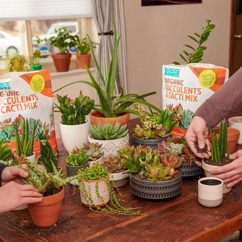Back to the Roots 100% Organic Succulent & Cacti Mix (6 Quart) | Made in the USA | Premium Nutrition for Indoor and Outdoor Plants
