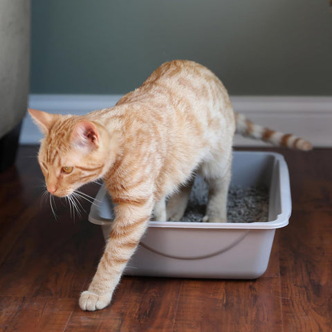 Petmate Basic Open Plastic Cat Litter Pan, Gray, Small