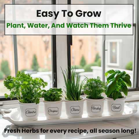 NatureZ Edge Herb Seeds Variety Pack, Basil Cilantro Parsley Chives Oregano