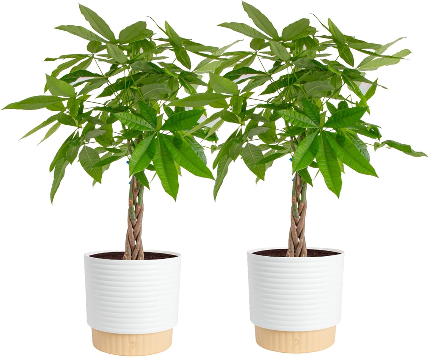 Costa Farms Money Tree, Live Indoor Plant, Braided Trunk, Easy Care