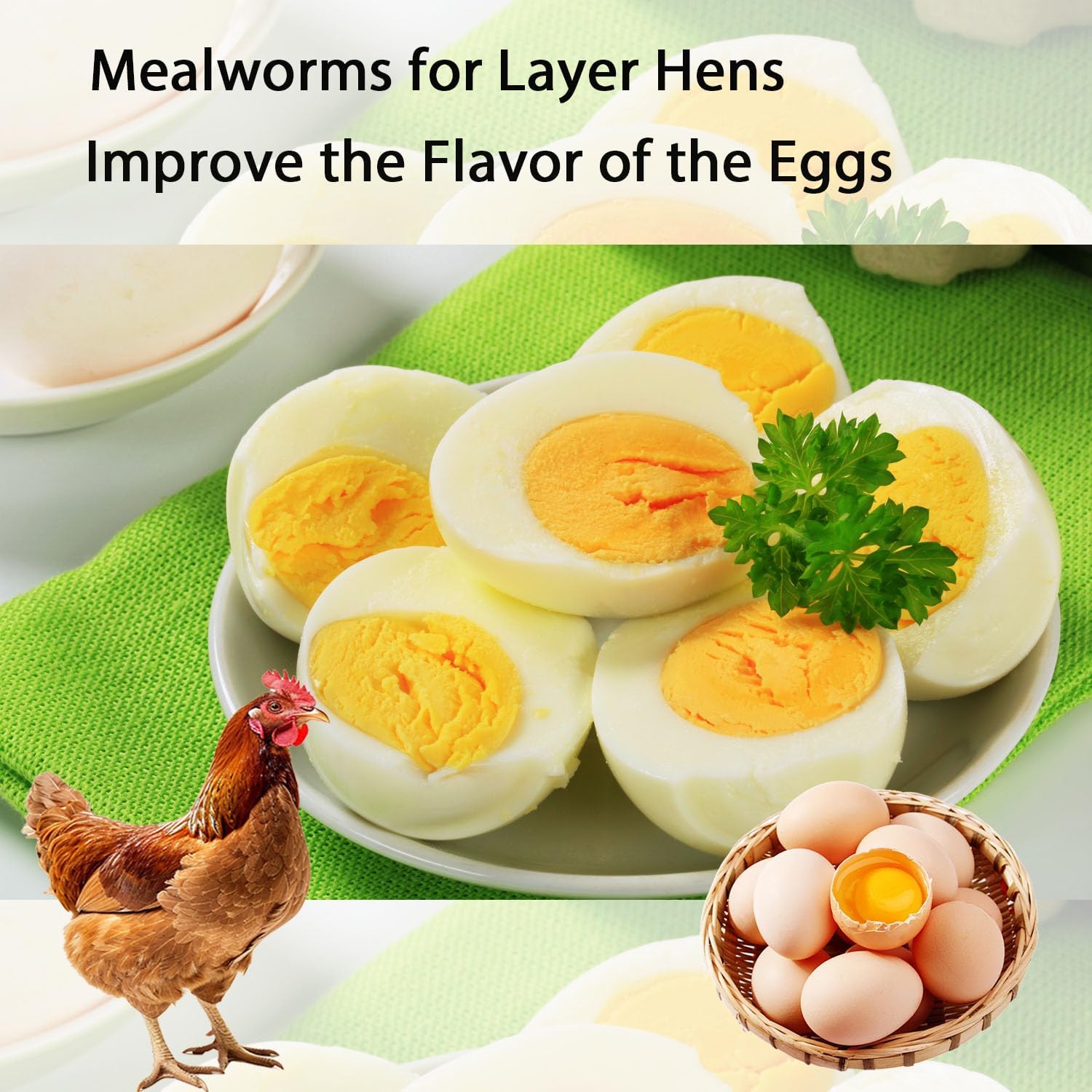 Dried Mealworms 5LB Pure Natural Chicken Treats for Laying Hens Wild Birds