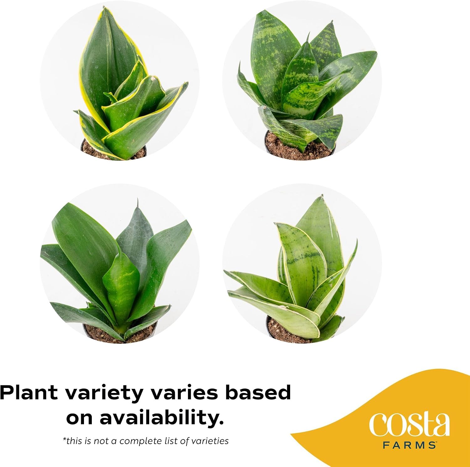 Costa Farms Snake Plant, Live Indoor Plants, Air Purifying, Easy Low Light
