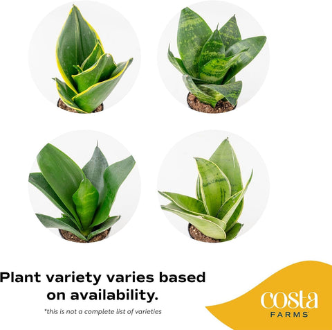 Costa Farms Snake Plant, Live Indoor Plants, Air Purifying, Easy Low Light