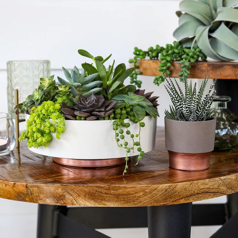 The HC Companies 8 Inch Round Plastic Succulent Capri Bowl Decorative Indoor Flower Succulent Planter Pot with Drain Plug Hole, Vanilla Bisque