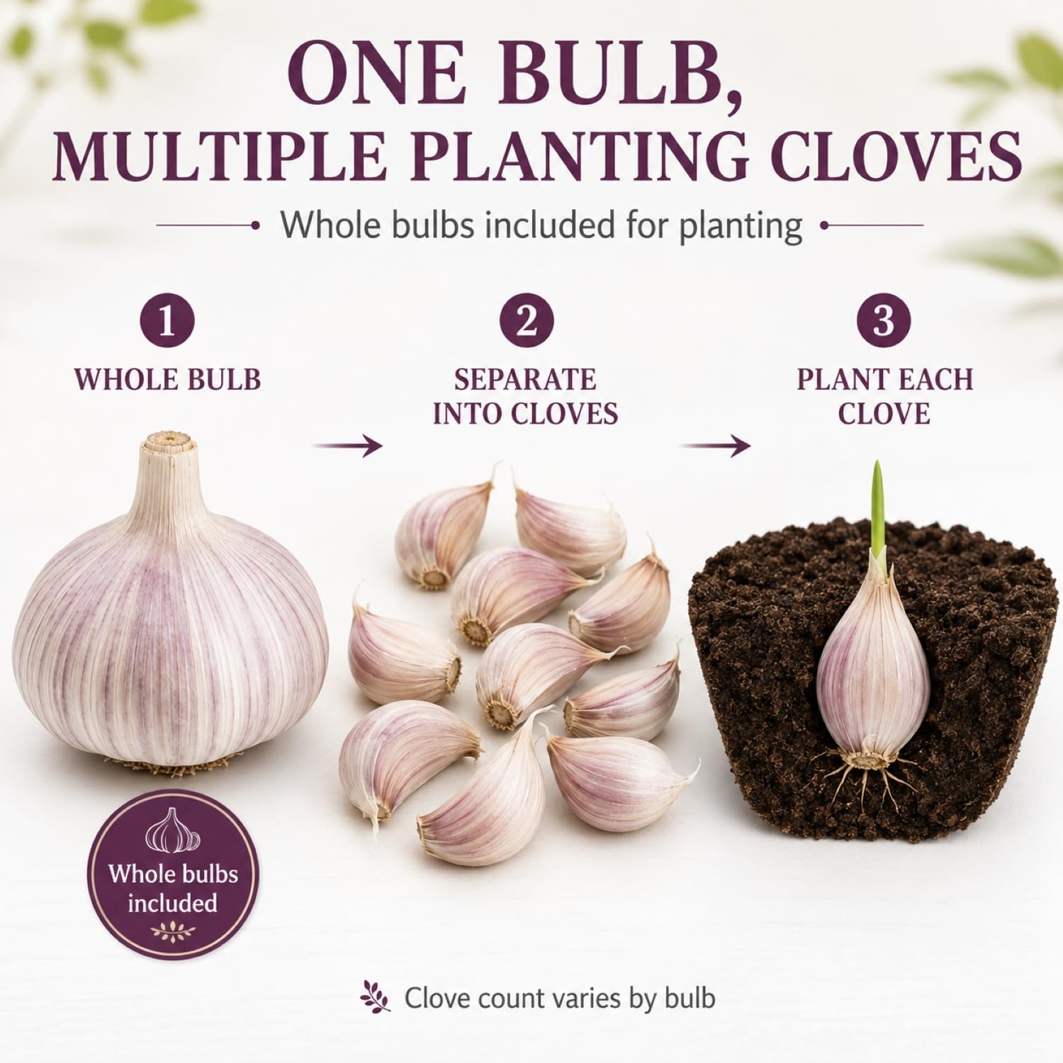 5 Pack Chesnok Red Garlic Bulbs for Planting Large Hardneck Garlic Cloves Garlic Seeds for Planting Cold Climate Ready Garlic Bulbs for Planting Home Garden Raised Beds Fall or Spring