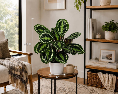 Calathea Medallion ROSEO Picta Live Plant - Air Purifier, Home Decor & Room Decor | Elegant Indoor Calathea Prayer Plant, Plants Live Houseplants | Perfect Live Indoor Plants