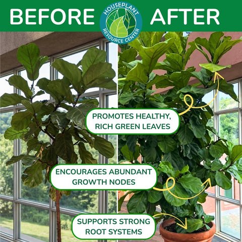 Fiddle Leaf Fig Plant Food, 3-1-2 NPK Liquid Fertilizer for Ficus, 8 oz