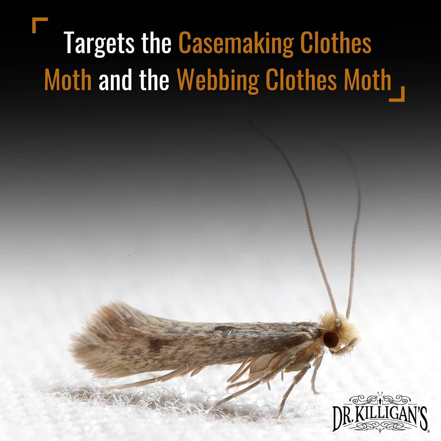 Dr. Killigan's Premium Clothing Moth Traps with Pheromones, Black, 20 Traps