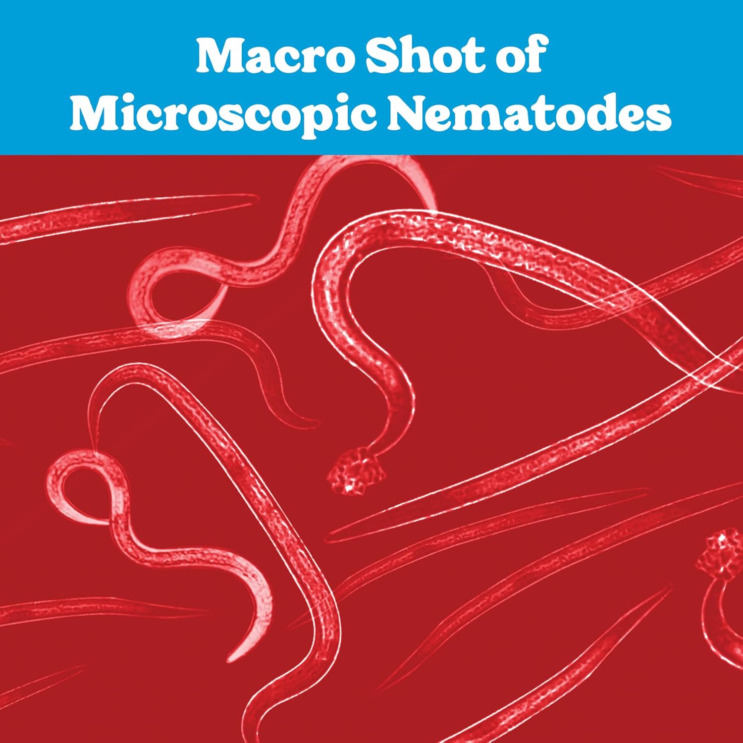 Live Beneficial Nematodes - 15 Million Hb+Sc+Sf - Kills Over 200 Different Species of Soil Dwelling and Wood Boring Insects.