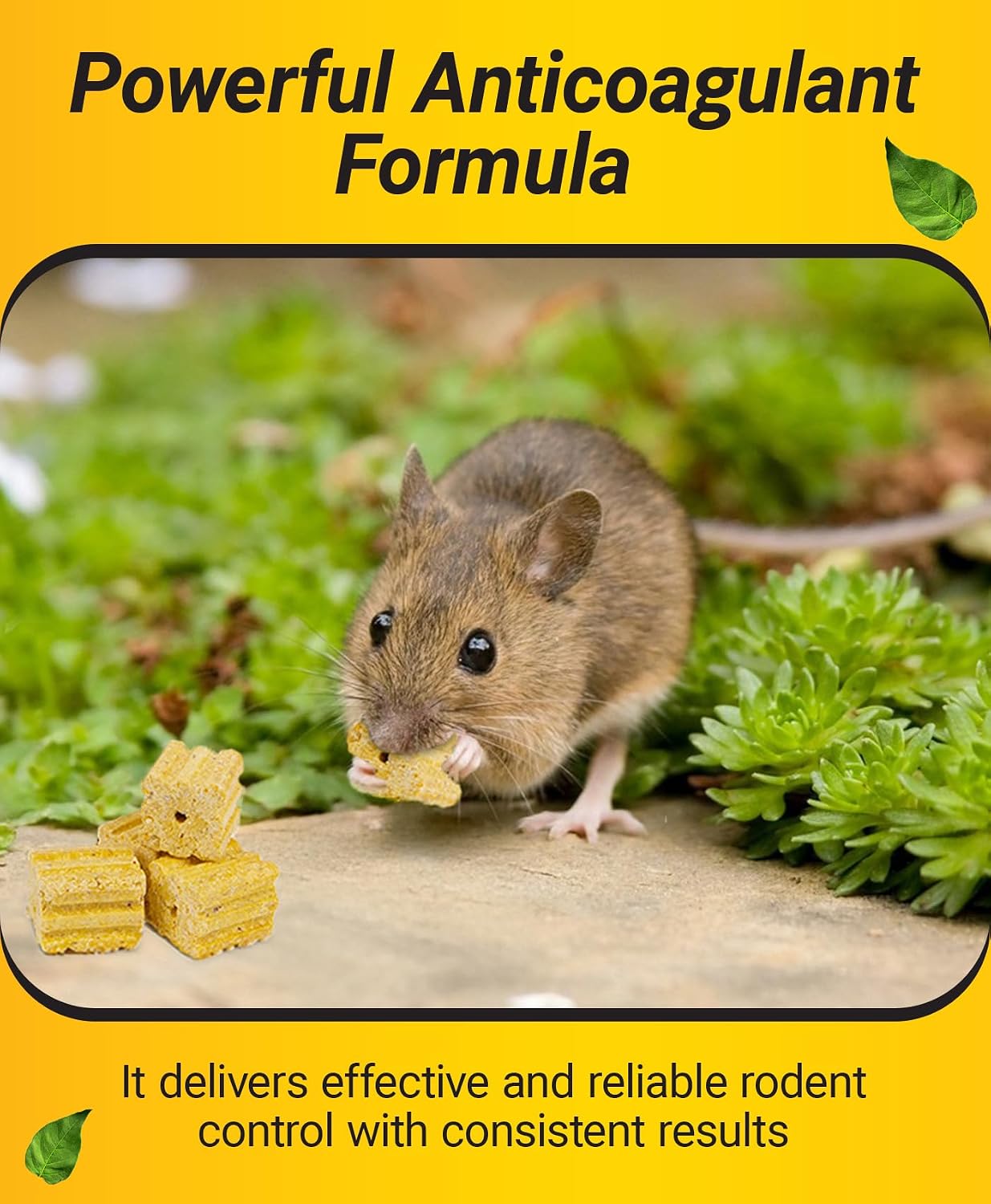 Kaput Mouse Blocks, Rodent Bait for Mice & Rats, Warfarin Vole Killer for Indoor/Perimeter Use, Kills Rodents with Consistent Feeding - Ideal for Homes, Farms & Transport Areas (4 lbs)