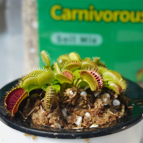 Carnivorous Plant Soil Mix 2 Qts, Include Perlite and Sphagnum Moss Debris, Great Potting Soil for Venus Fly Traps, Pitcher Plants, Sundews