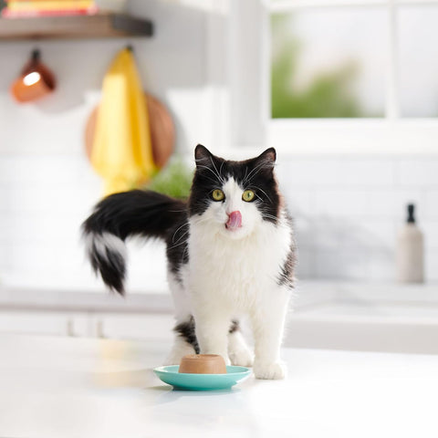Meow Mix Paté in Gravy, Wet Cat Food with Real Tuna & Salmon, 12 Cups