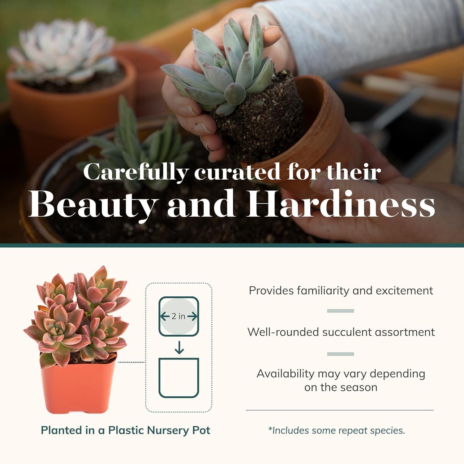 Shop Succulents Endless Summer Succulent Pack Collection - Live Mini Succulent Plants, Low Maintenance, Colors & Textures - Wedding and Party Favors, Gift & Garden, Pack of 20