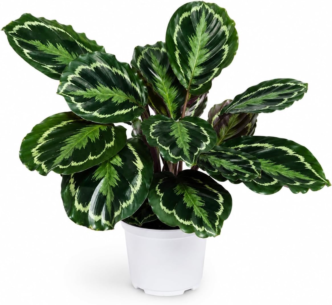 Calathea Medallion ROSEO Picta Live Plant - Air Purifier, Home Decor & Room Decor | Elegant Indoor Calathea Prayer Plant, Plants Live Houseplants | Perfect Live Indoor Plants