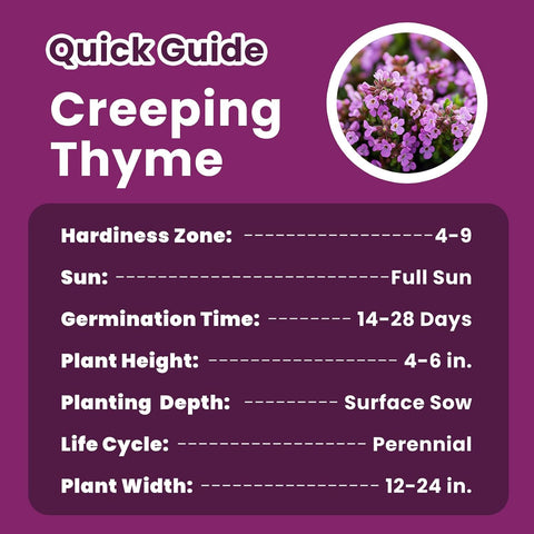 20000+ Creeping Thyme Seeds (Thymus Serpyllum), Ground Cover Seeds, Fragrant Lawn Alternative for Garden, Paths & Landscaping (10g / 0.35 oz)