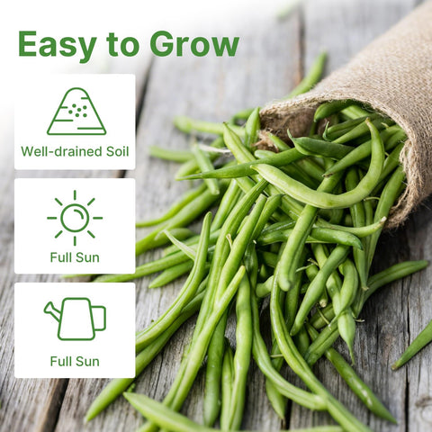 Groundio 30+ Contender Bush Green Bean Seeds - Phaseolus Vulgaris