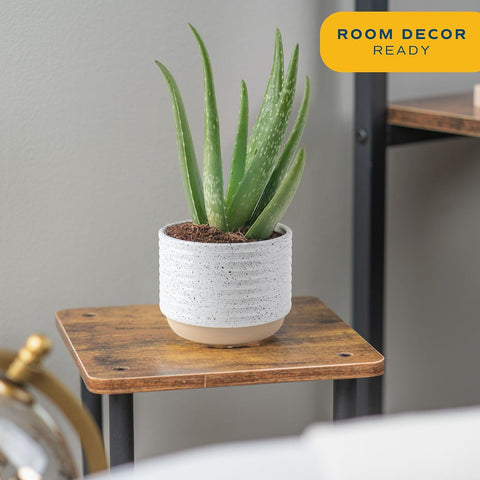 Costa Farms Aloe Vera Live Indoor Succulents, 4-in Pot, 2-Pack