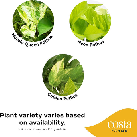 Costa Farms Golden Pothos, Live Indoor Plant, Trailing Vine, Air Purifying