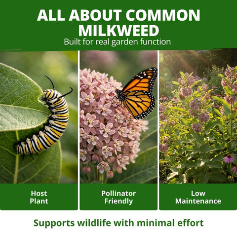 HOME GROWN Common Milkweed Flower Seeds for Planting – 150 Seeds (0.8g), Fragrant Pink Blooms, Heirloom Non-GMO, Monarch Butterfly Host Plant, Native Perennial Wildflower, Zones 3–9