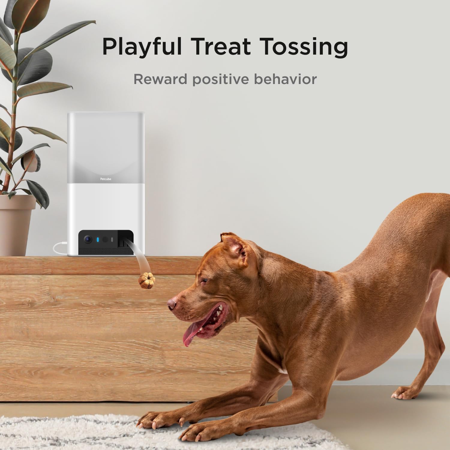 Petcube Bites 2 Lite - WiFi Pet Camera with Treat Dispenser & App