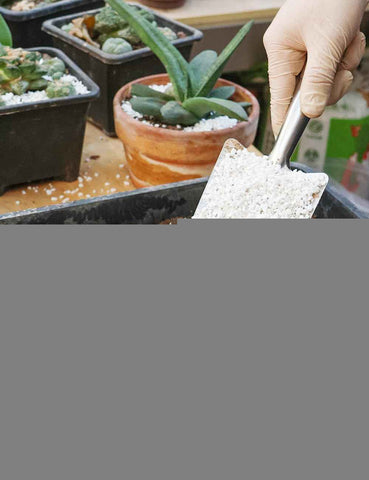 TOYPOPOR Perlite for Plants, (3qt) 3-6mm Organic Perlite for Gardening, Perlite for Plants Indoor, Soil Additive Conditioner Mix Improve Drainage and Ventilation Promote Root Growth and Soil Health