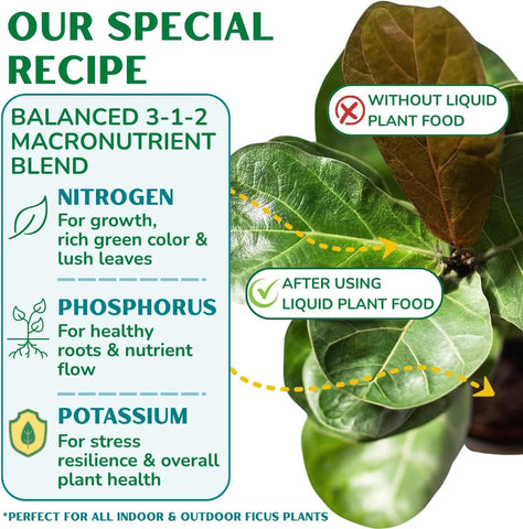 Fiddle Leaf Fig Plant Food, 3-1-2 NPK Liquid Fertilizer for Ficus, 8 oz