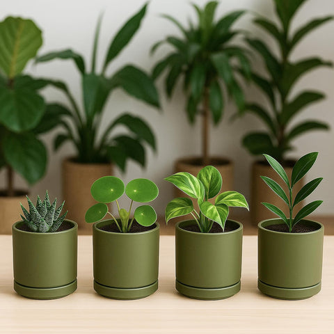 D'vine Dev 4-Pack Ceramic Pots with Saucers, Olive, 3.5 in, 94-X-A-0