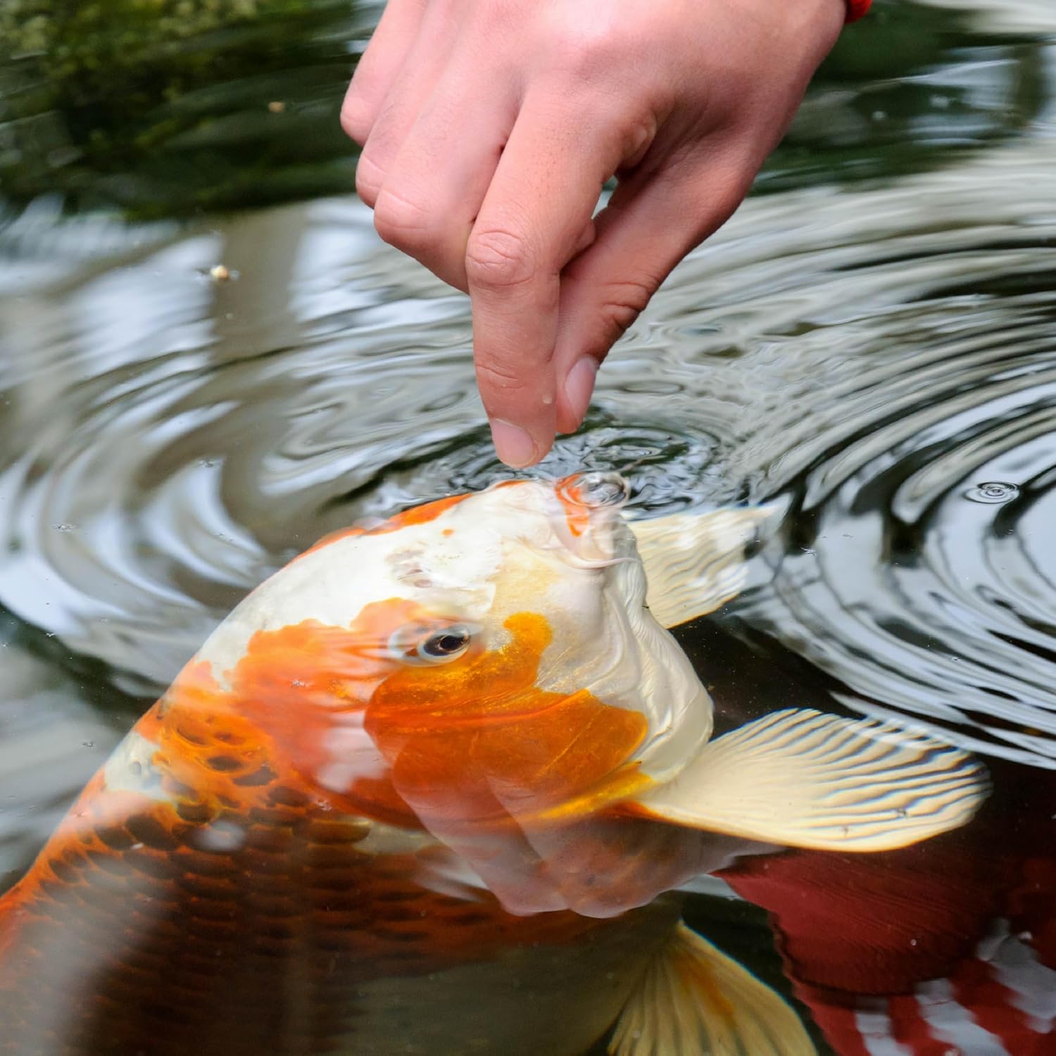 Tetra Pond Koi Vibrance Soft Sticks, Floating Pond Fish Food, 2.42 lbs
