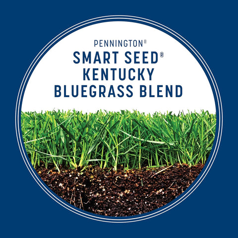 Pennington Smart Seed Kentucky Bluegrass Blend, Grass Seeds for Lawn, 3lb