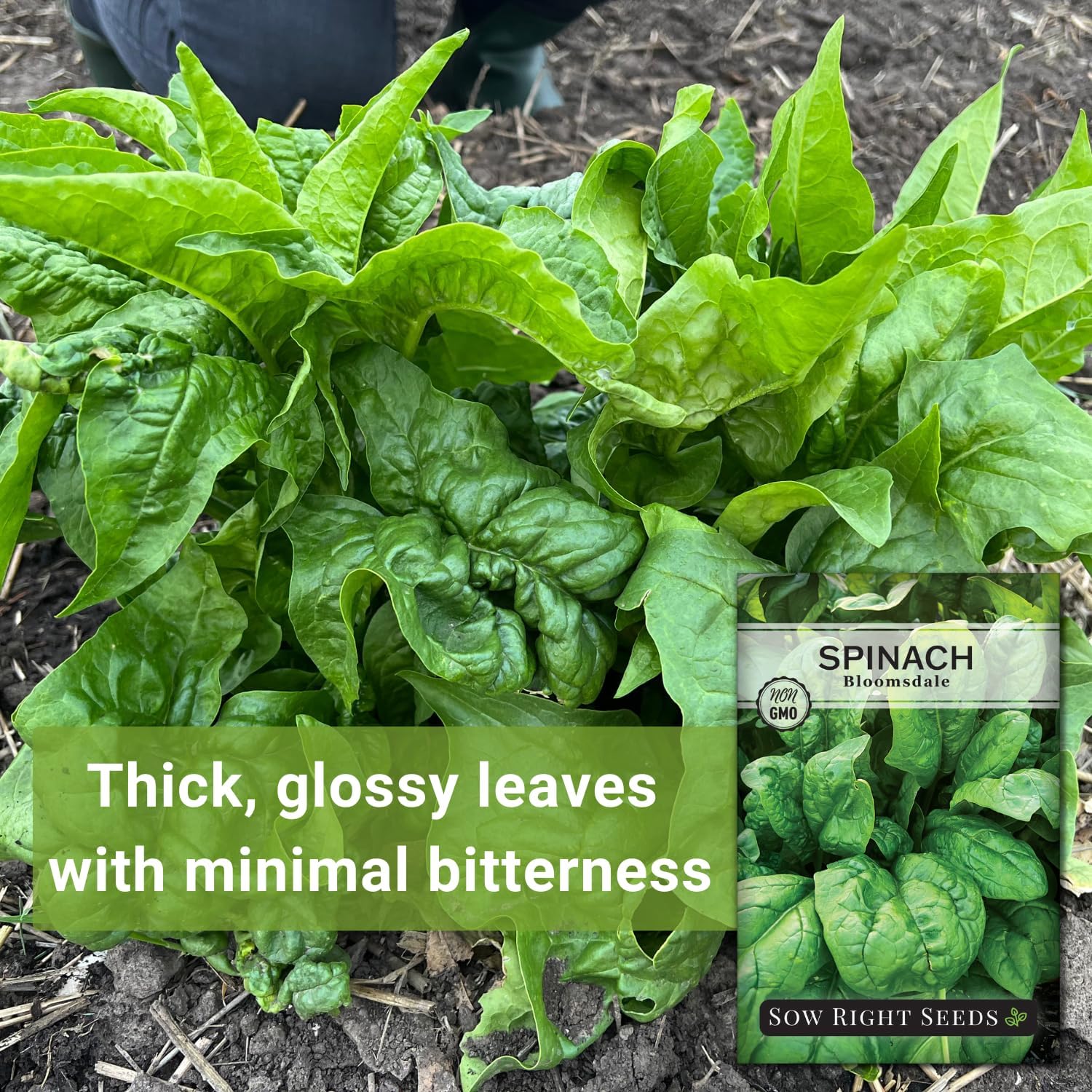 Sow Right Seeds- Bloomsdale Spinach Seed for Planting Your Vegetable Garden