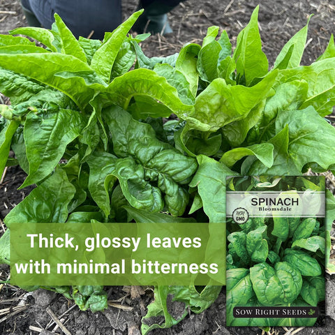 Sow Right Seeds- Bloomsdale Spinach Seed for Planting Your Vegetable Garden