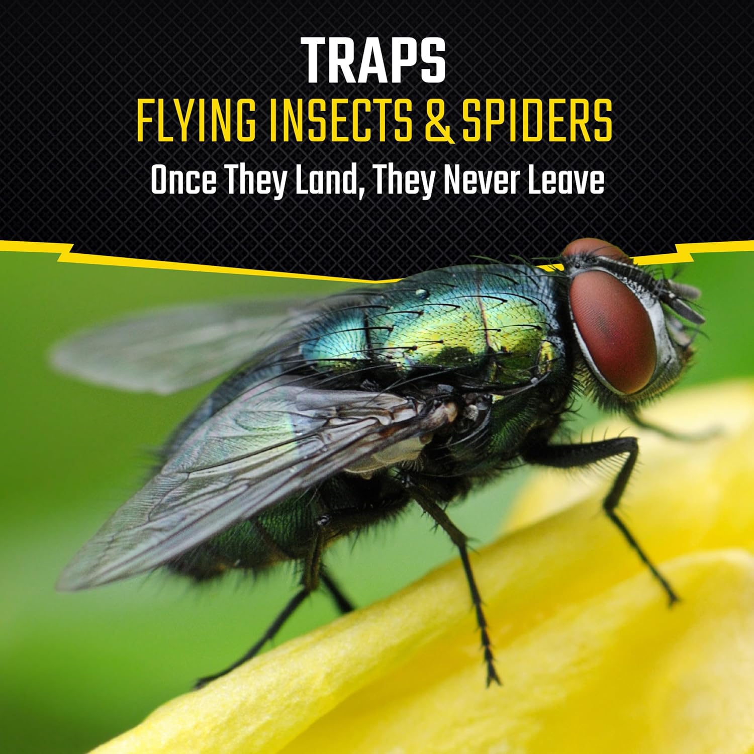 Black Flag Fly Window Traps 4 Ct, Insect Traps Catch Flying Insects, 12 Pk