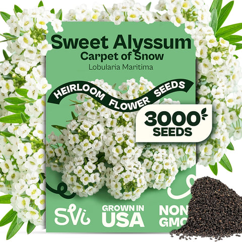 SVI 3000 Carpet of Snow Sweet Alyssum Seeds (Lobularia maritima) – White Sweet Alyssum Seed Packets Bulk – Ground Cover Seed Pack, Flower Seeds for Outside, Containers, Flower Beds