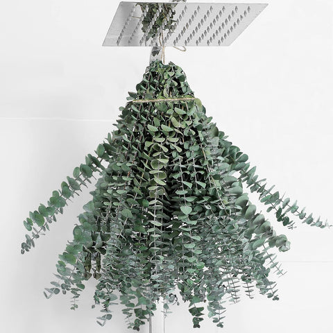 20 Pcs Dried Eucalyptus Stems 17" Real Eucalyptus for Shower Hanging